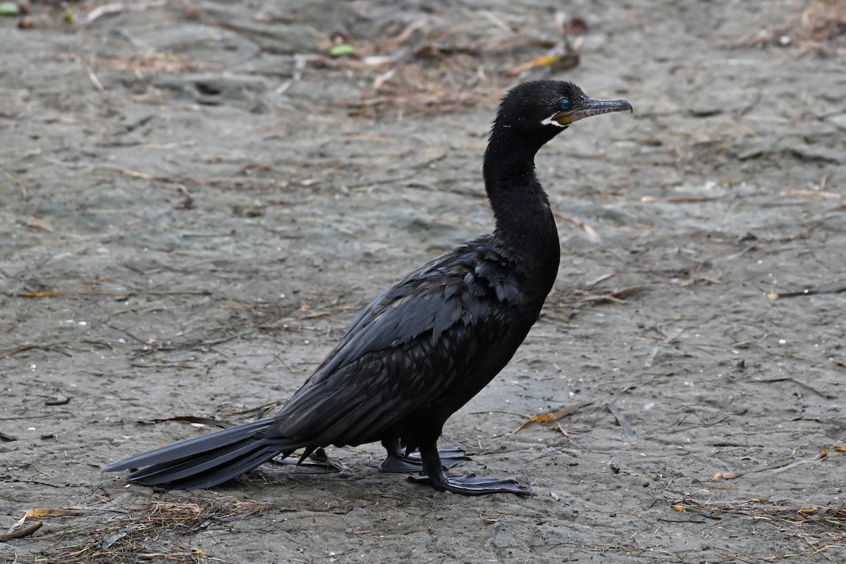 flodskarv - ML647106044