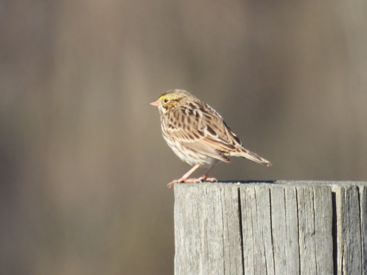 Пасовник савановий - ML647106045