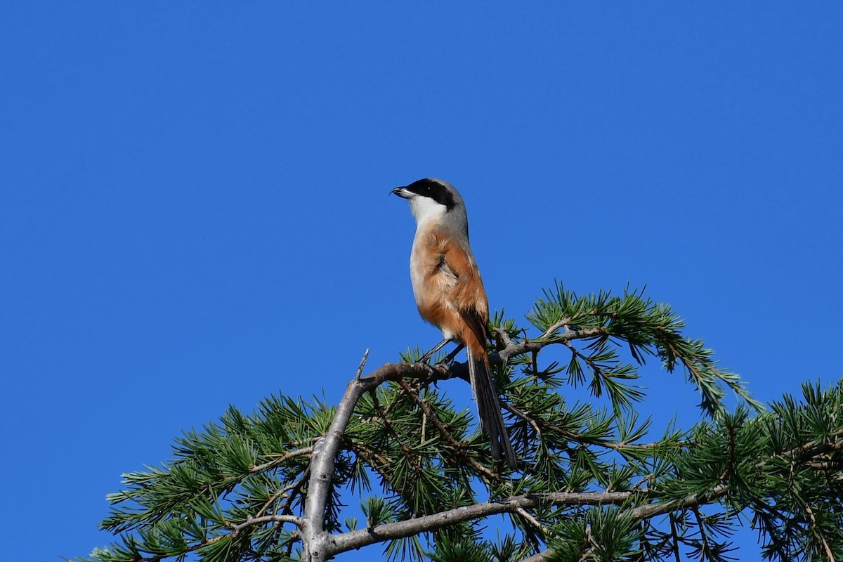 Antzandobi isats-luzea - ML647106046