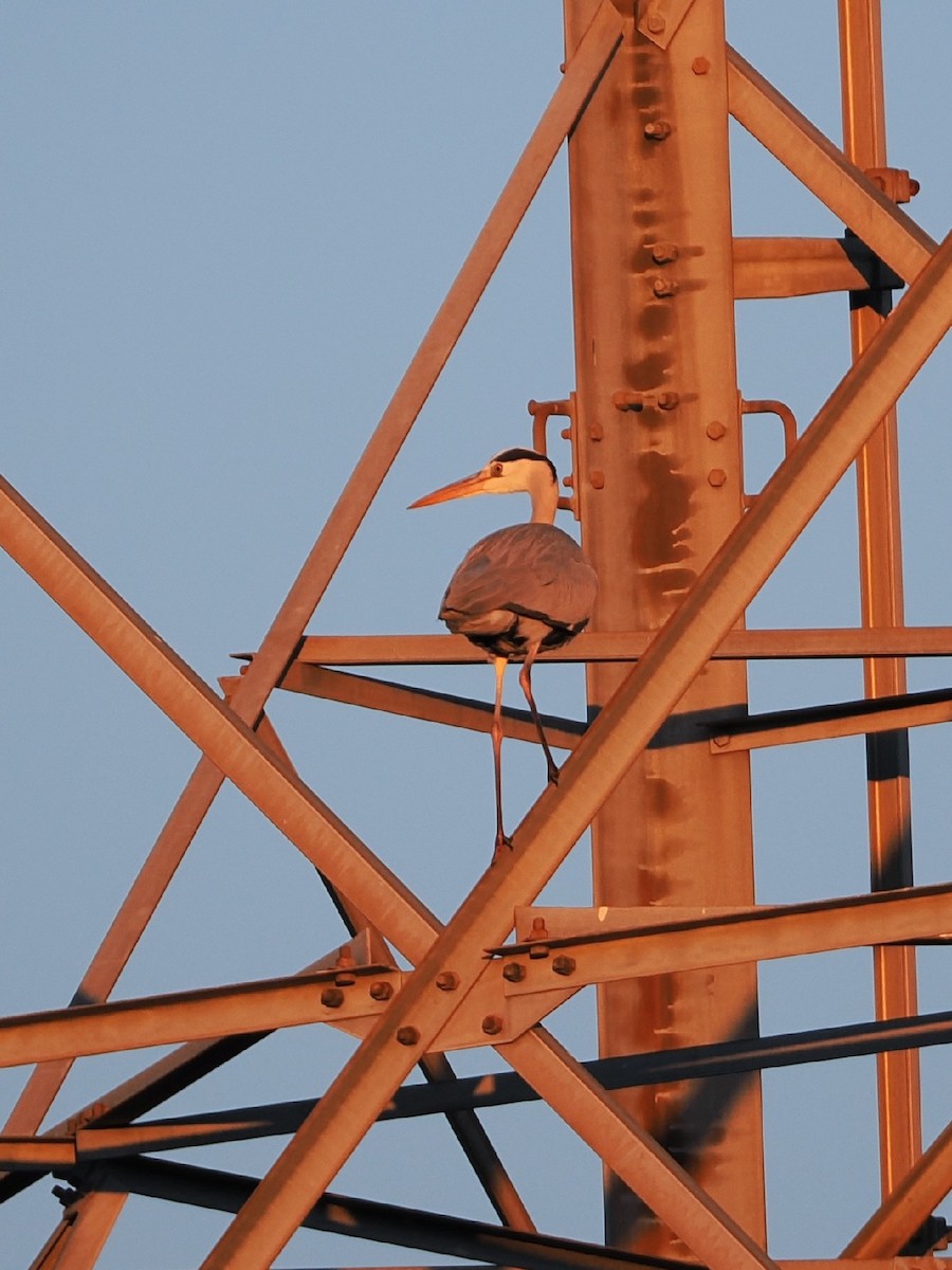 Gray Heron - ML647106049