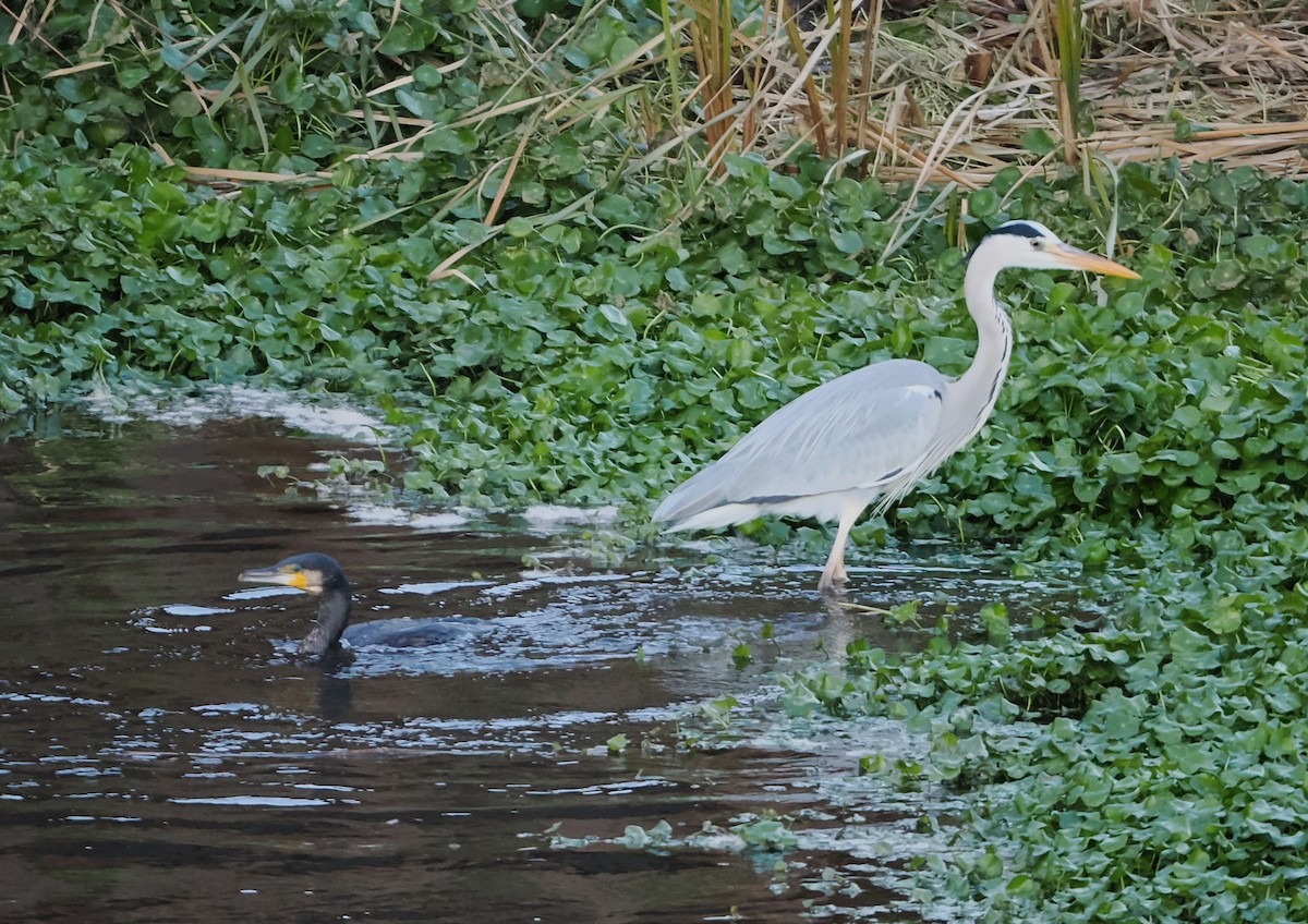 Gray Heron - ML647106050