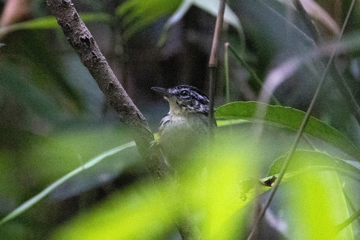 Imeri Warbling-Antbird - ML647106051