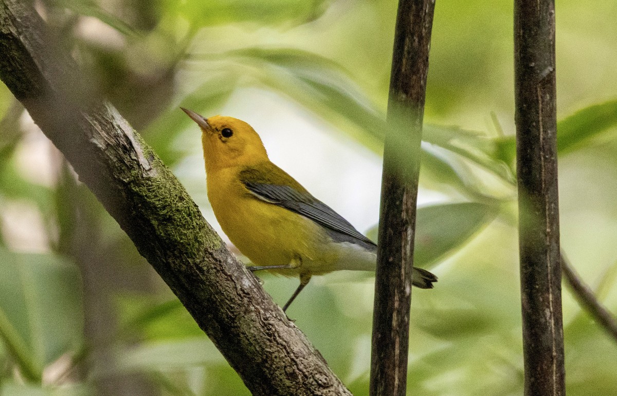 Prothonotary Warbler - ML647106052