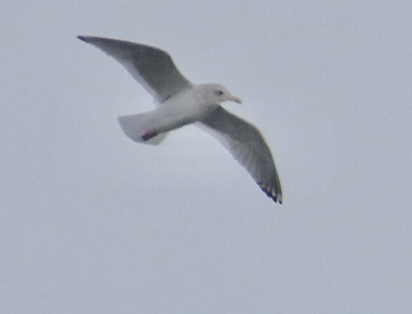 Iceland Gull (Thayer's) - ML647106054
