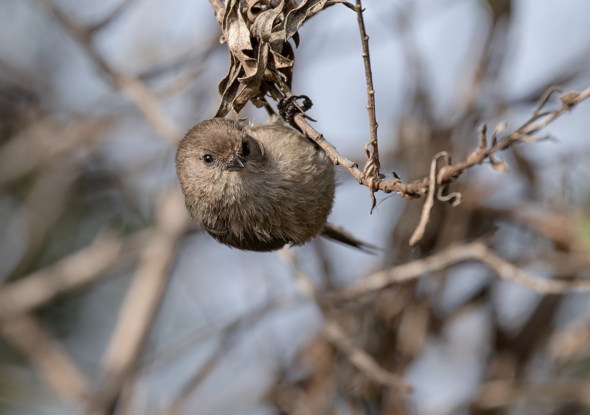 Bushtit (Pacific) - ML647106058