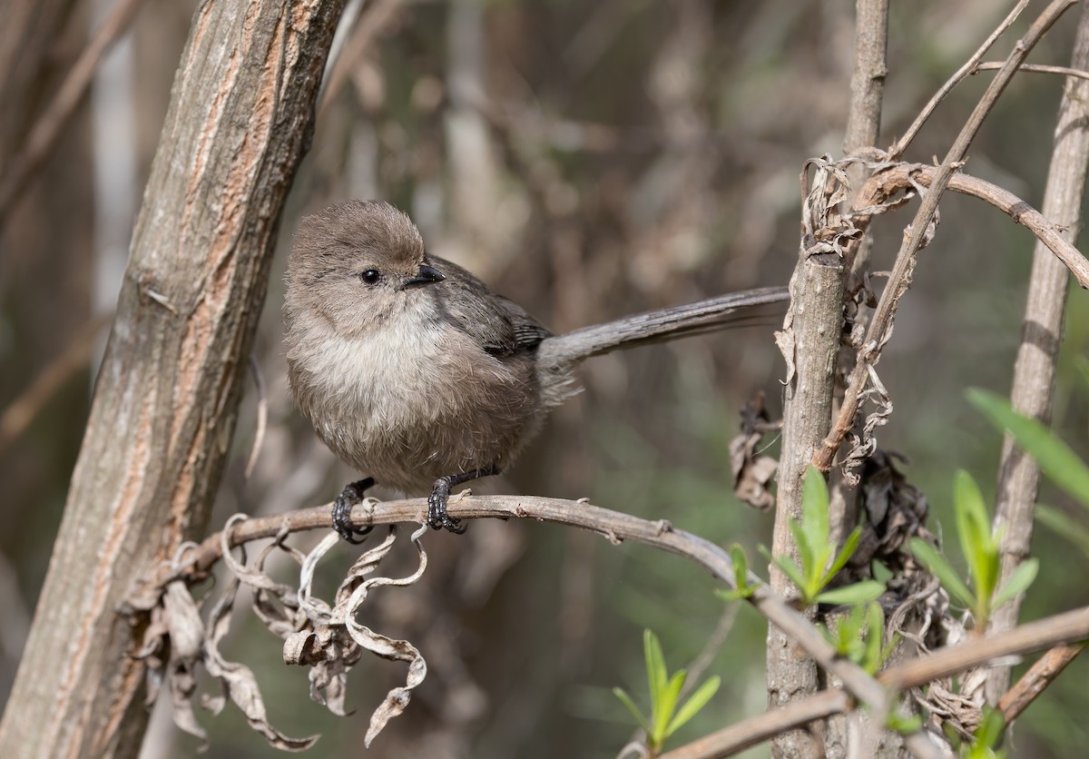 Bushtit (Pacific) - ML647106059