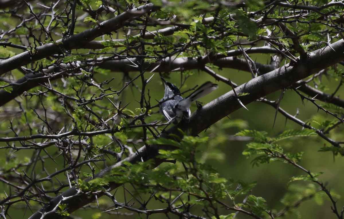 Marañon Gnatcatcher - ML647106060