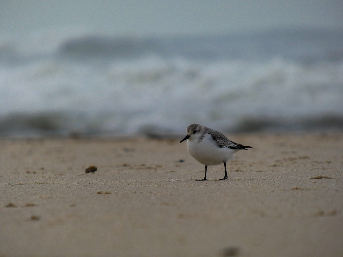 Sanderling - ML647106062