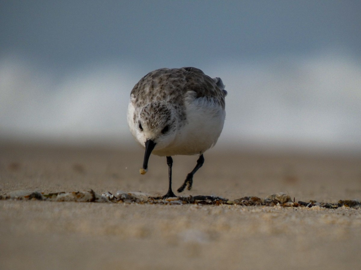 Sanderling - ML647106063