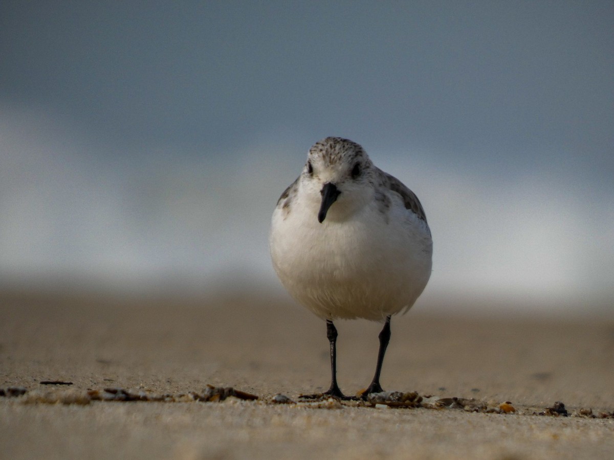Sanderling - ML647106064
