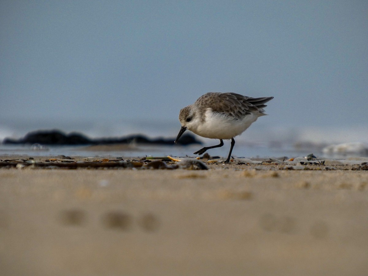 Sanderling - ML647106065
