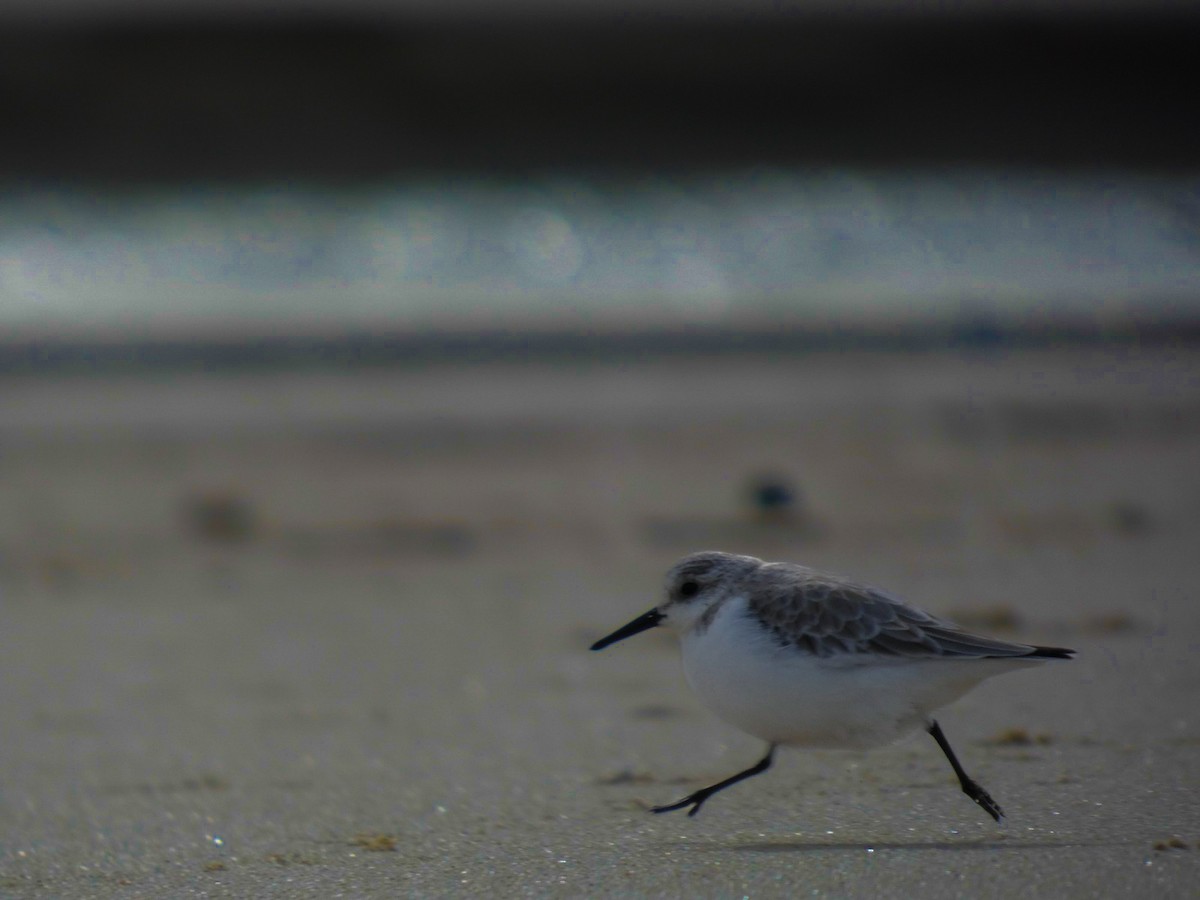 Sanderling - ML647106066