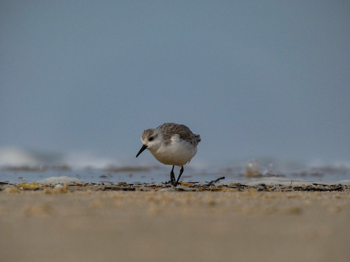 Sanderling - ML647106067