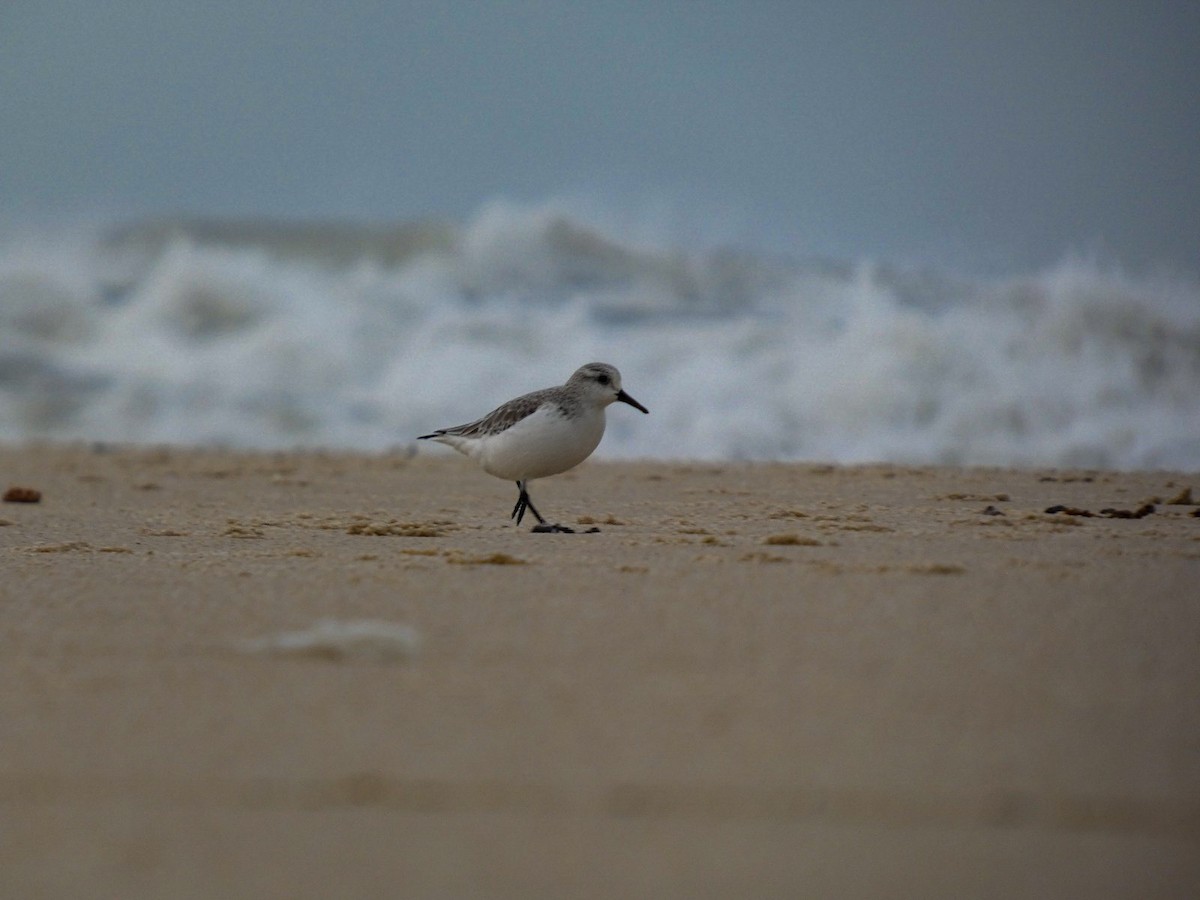 Sanderling - ML647106068