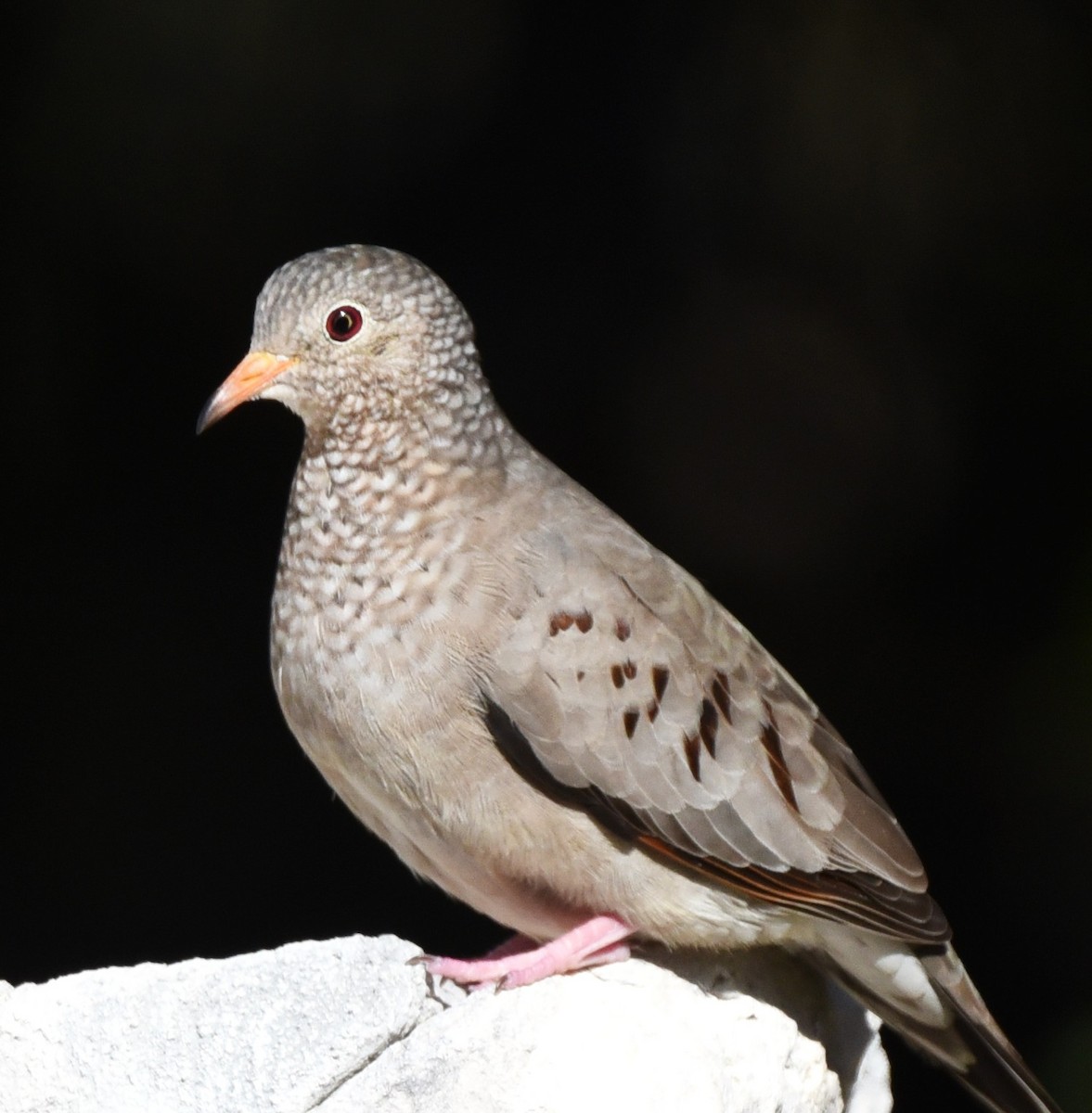 Common Ground Dove - ML647106069
