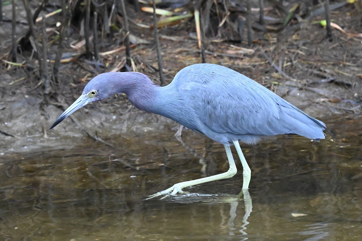 Little Blue Heron - ML647106070