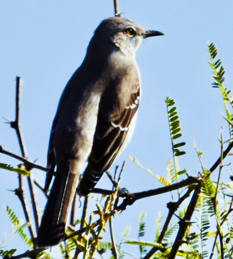 Northern Mockingbird - ML647106071