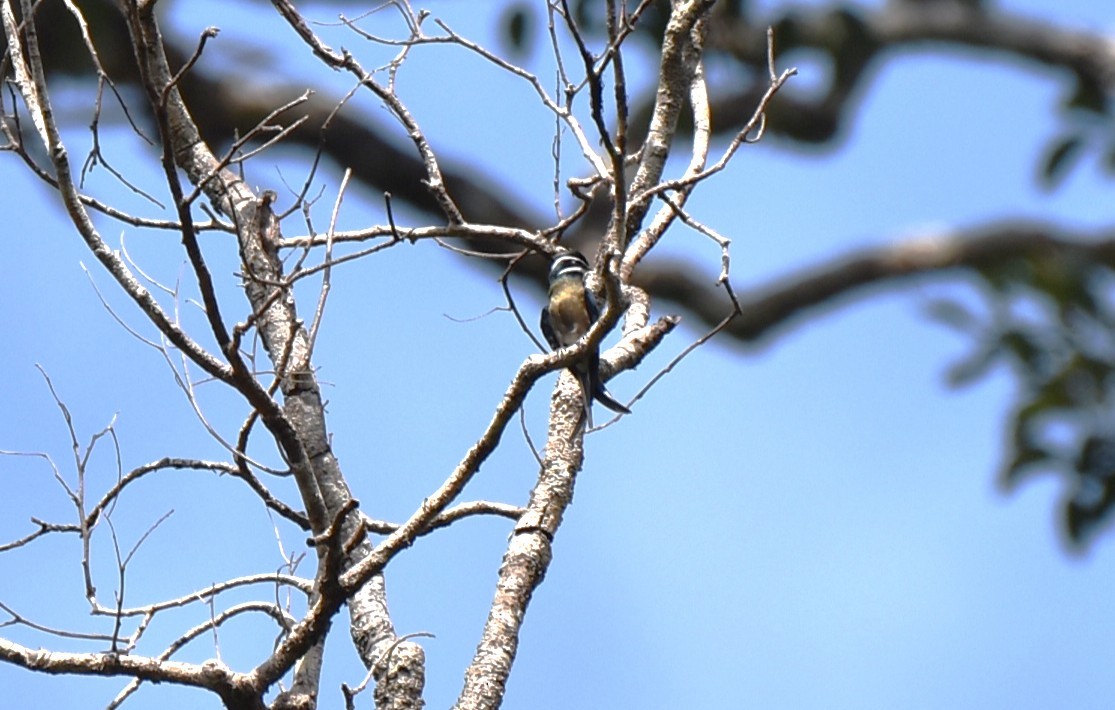 Whiskered Treeswift - ML647106073