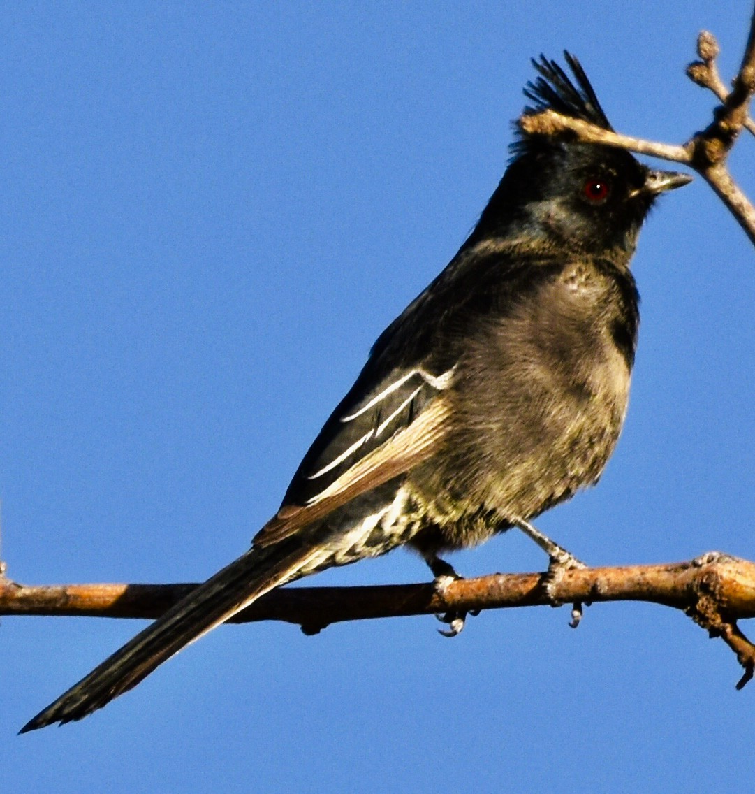 Phainopepla - ML647106075