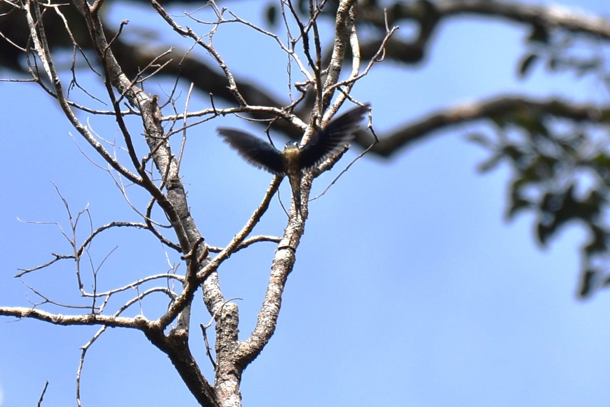 Whiskered Treeswift - ML647106076