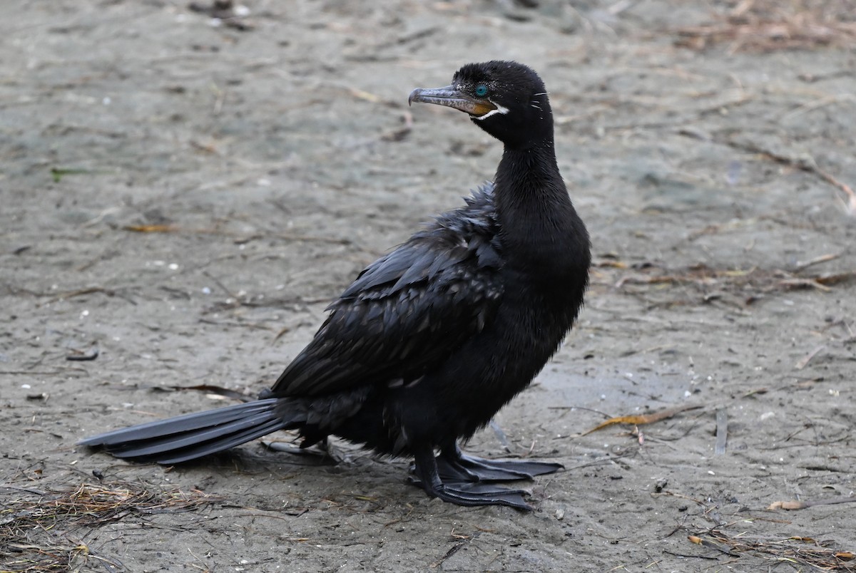 Neotropic Cormorant - ML647106077