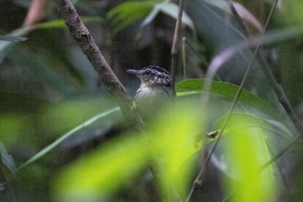Imeri Warbling-Antbird - ML647106078