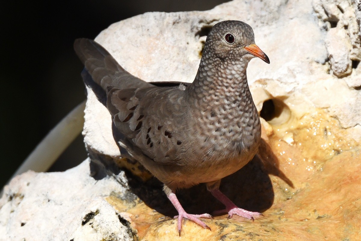 Common Ground Dove - ML647106079