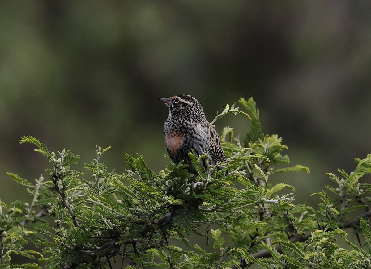 Peruvian Meadowlark - ML647106080