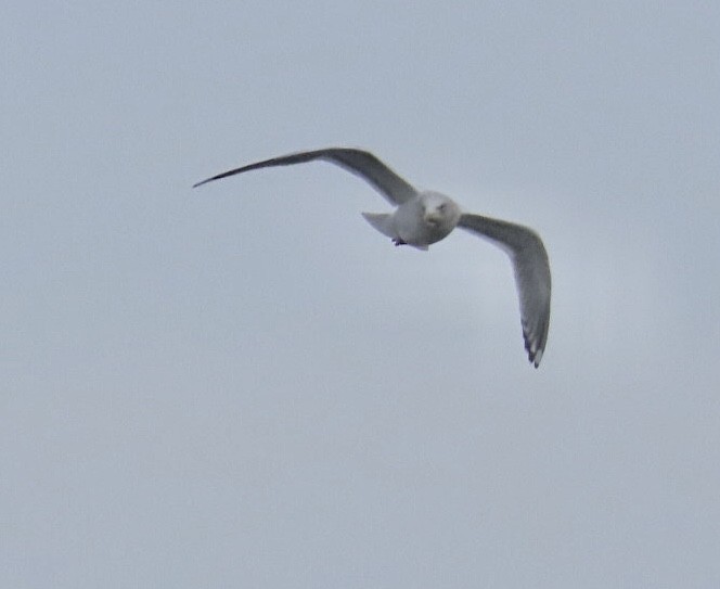Larus sp. - ML647106081