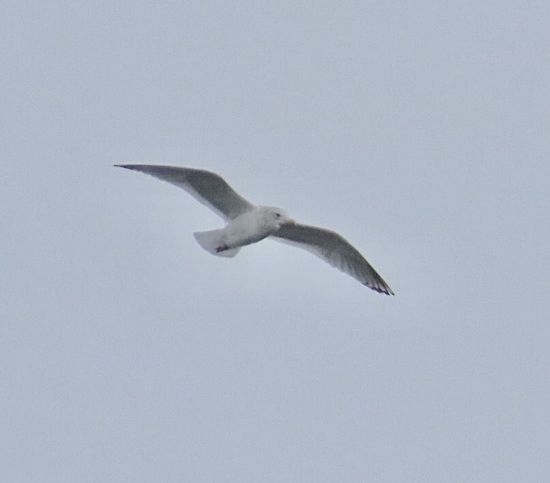 Larus sp. - ML647106083