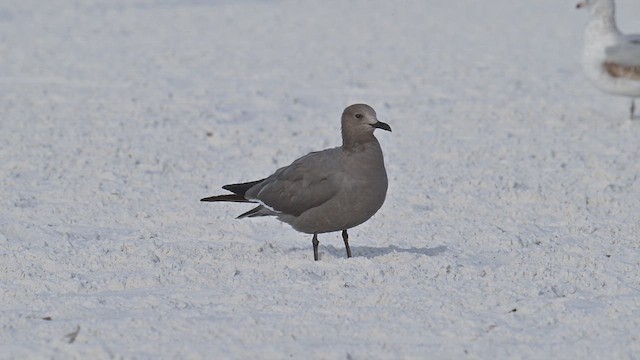 Gray Gull - ML647106104