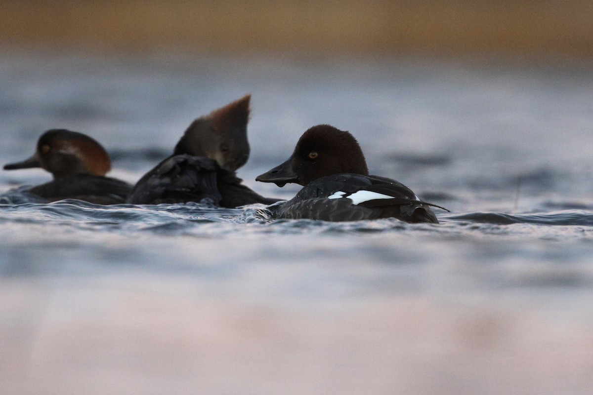 Garrot à oeil d'or - ML647106114