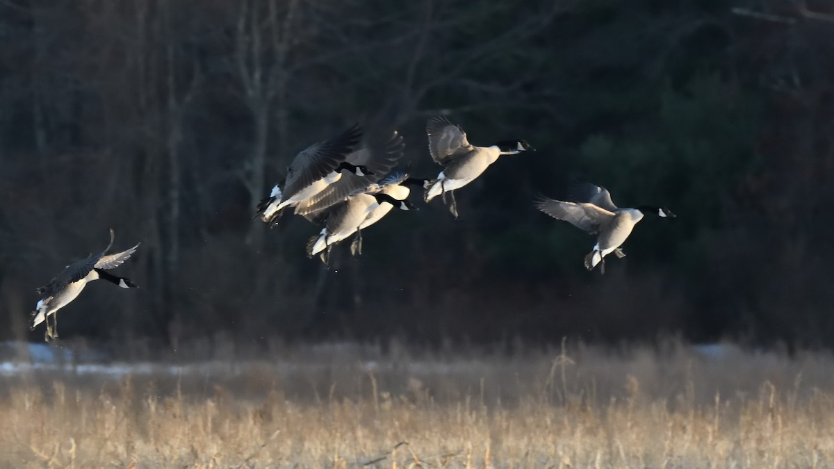 Canada Goose - ML647106121