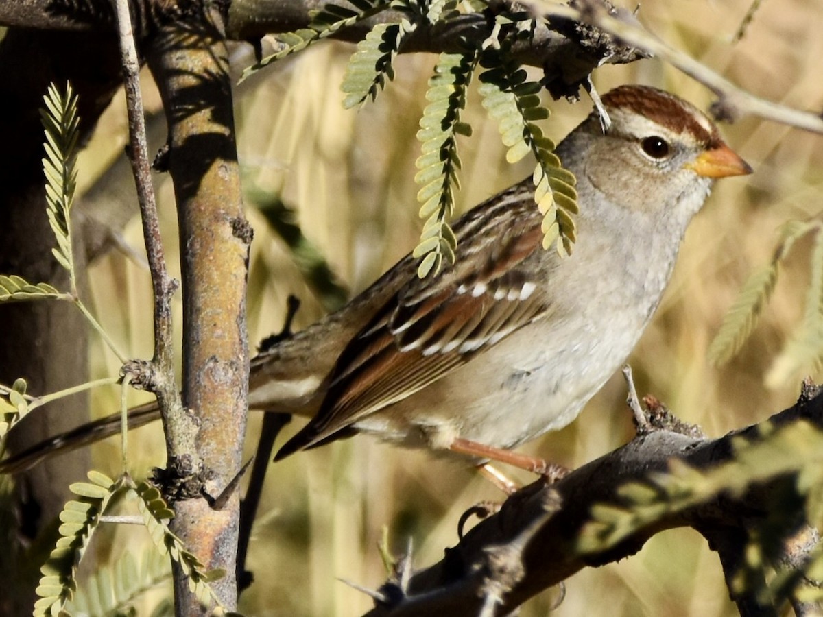 strnadec bělopásý - ML647106136