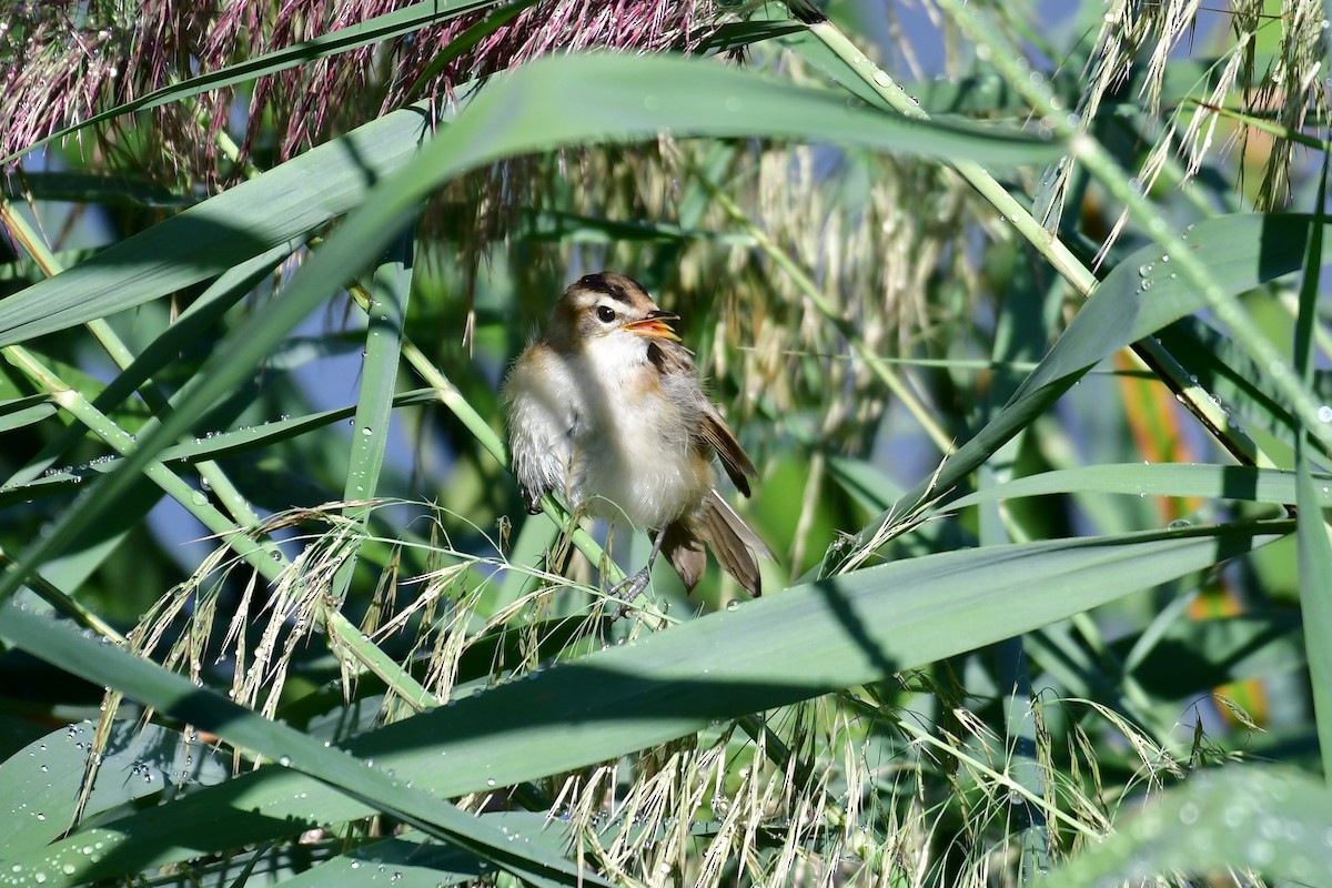 Rousserolle de Schrenck - ML647106151