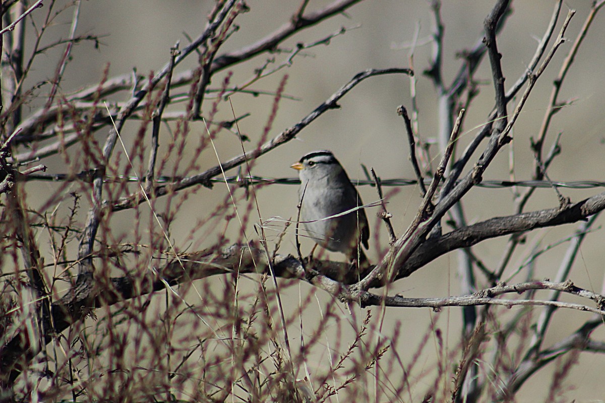 strnadec bělopásý (ssp. gambelii) - ML647106152