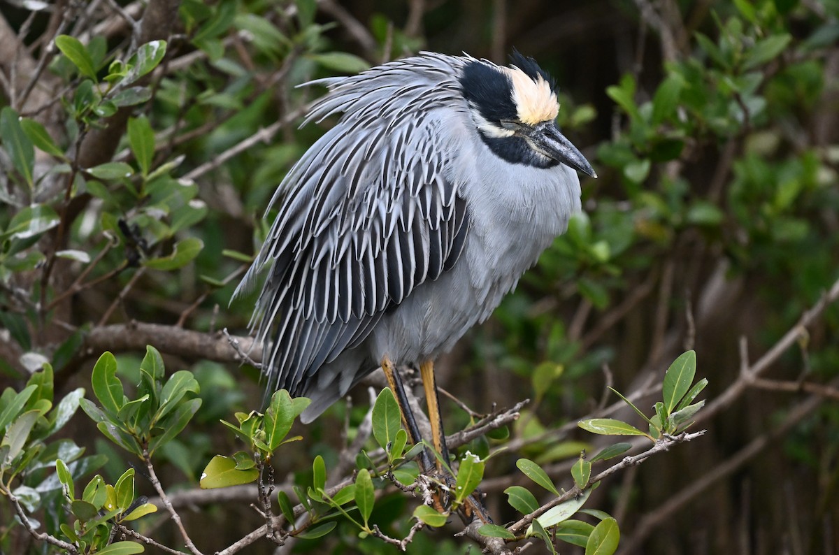 אנפת לילה צהובת-כיפה - ML647106156