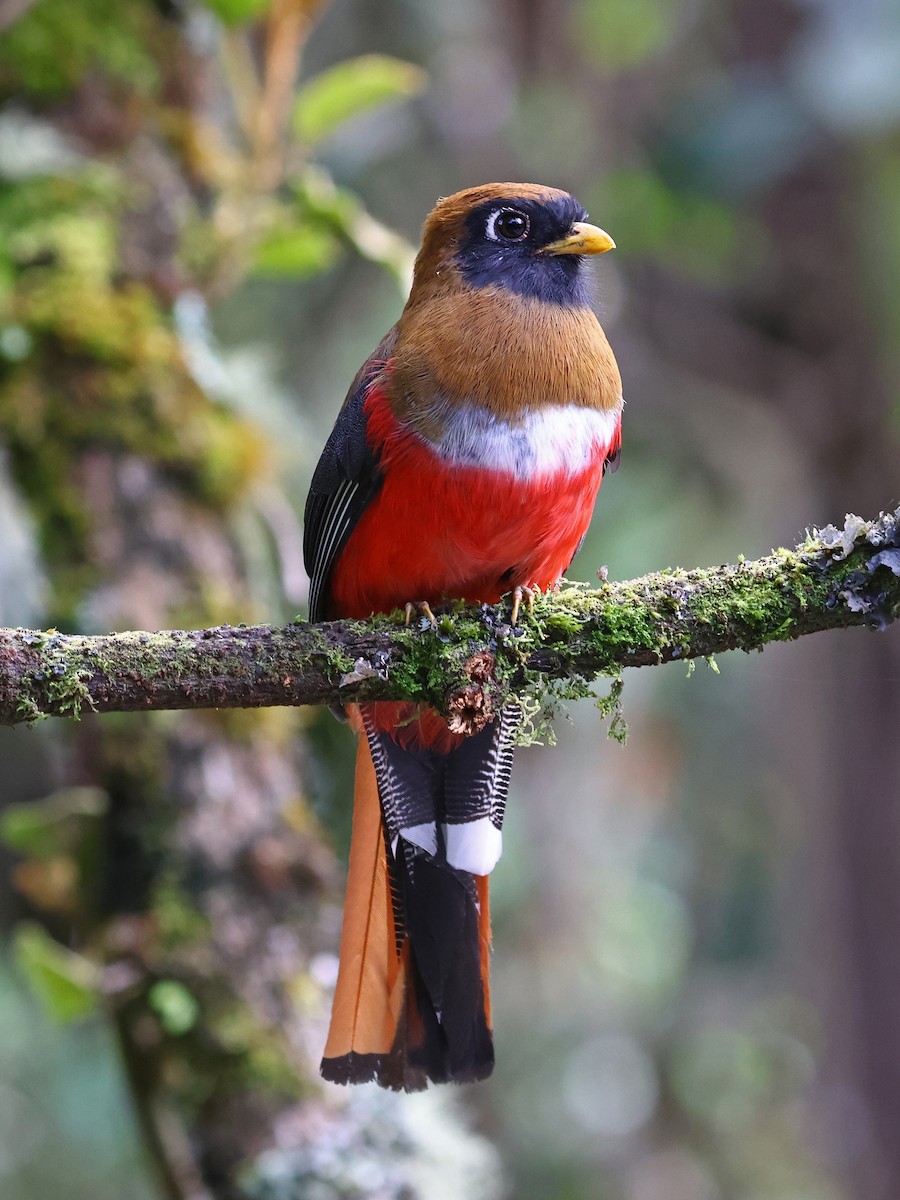 Trogon masqué - ML647106168