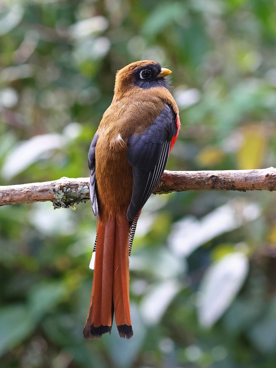 Trogon masqué - ML647106169