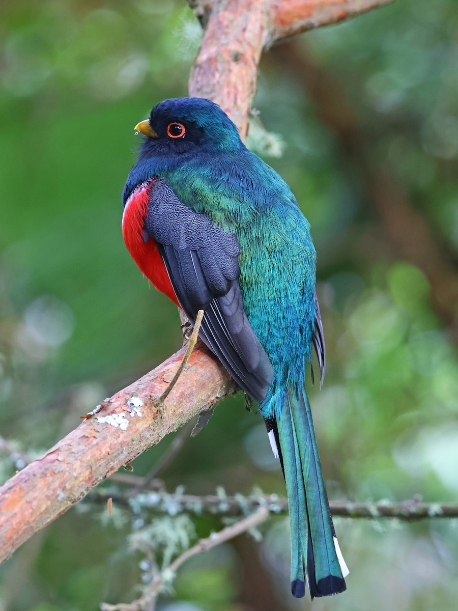 Trogon masqué - ML647106170