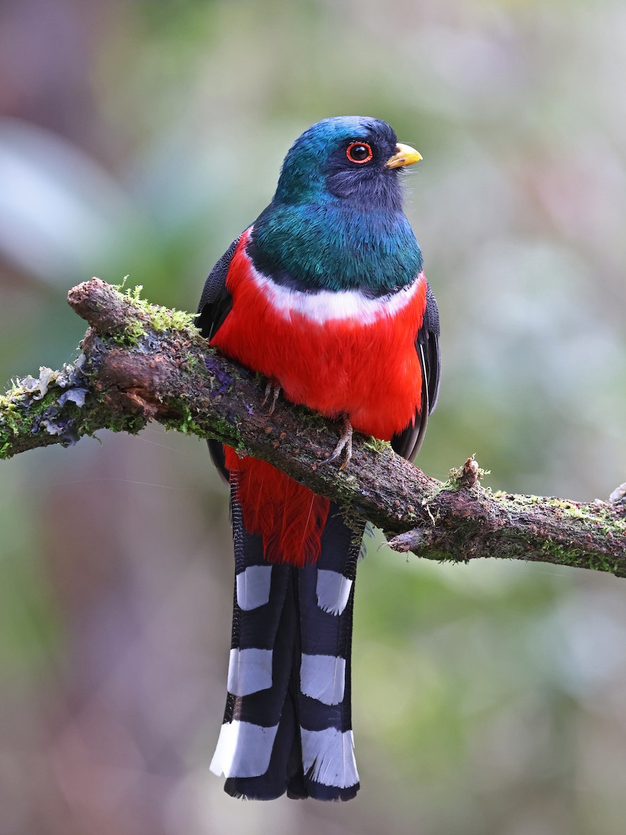 Trogon masqué - ML647106171