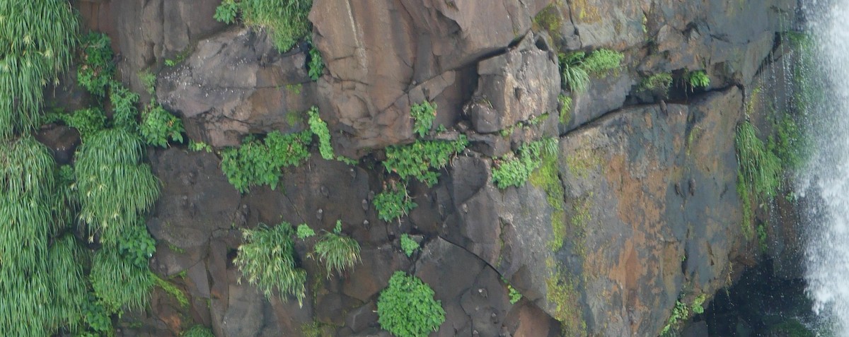 Martinet à tête grise - ML647106172