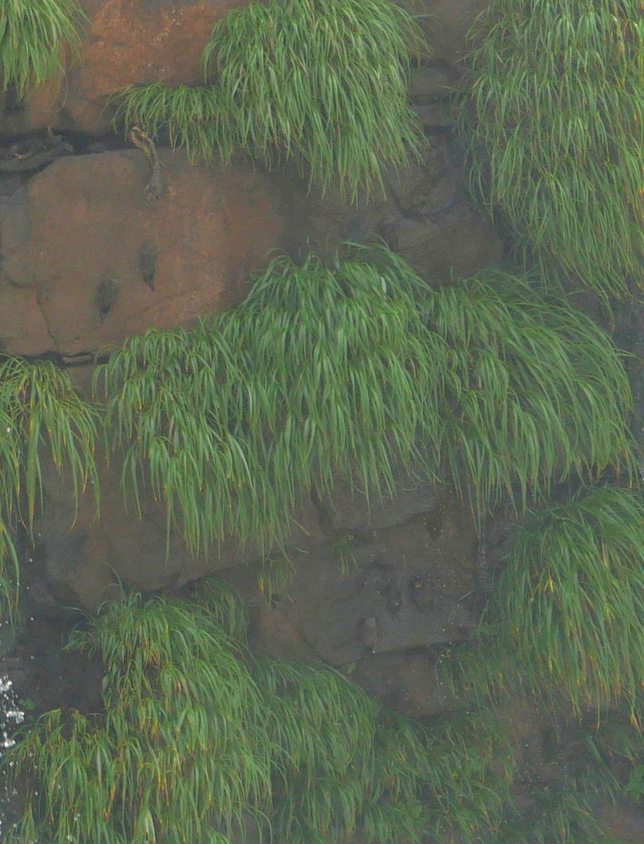 Martinet à tête grise - ML647106173