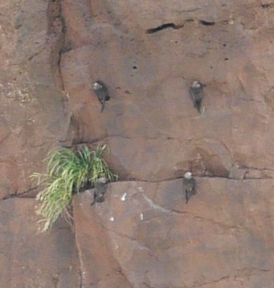 Martinet à tête grise - ML647106174