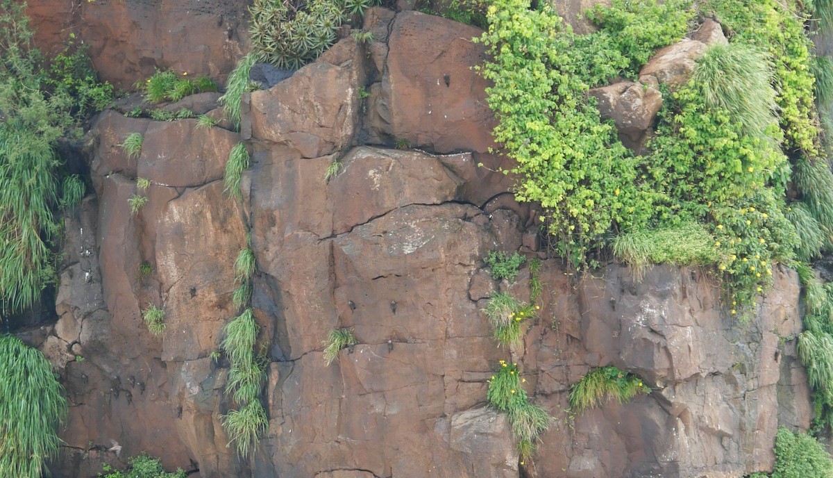 Martinet à tête grise - ML647106175