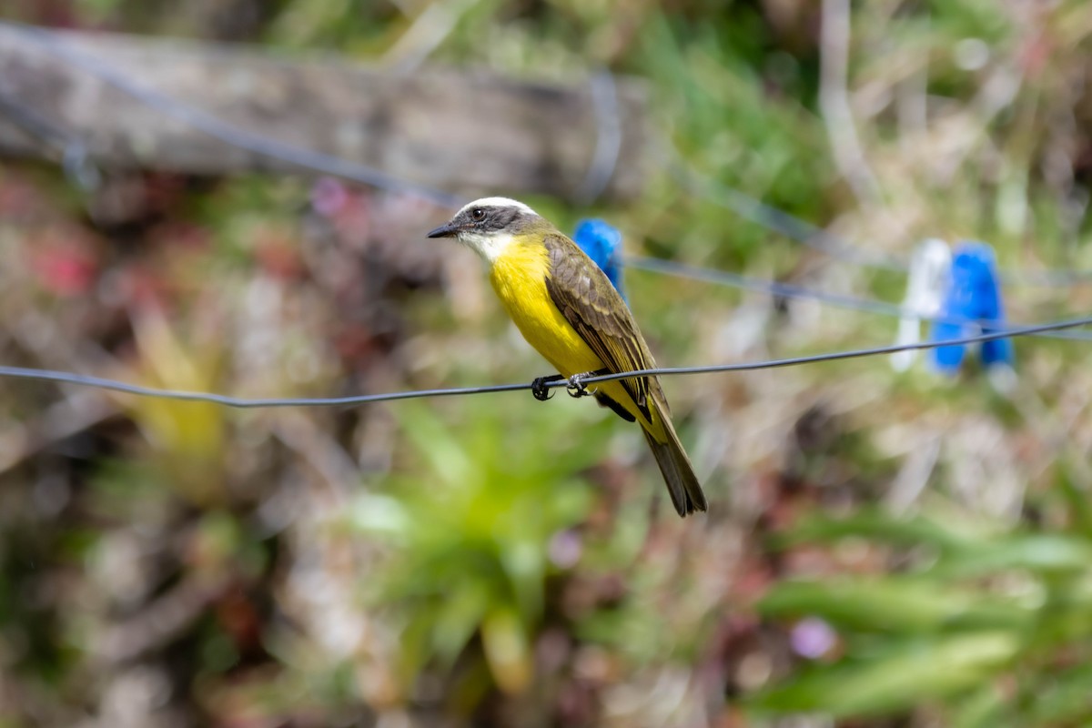 Tyran sociable - ML647106177