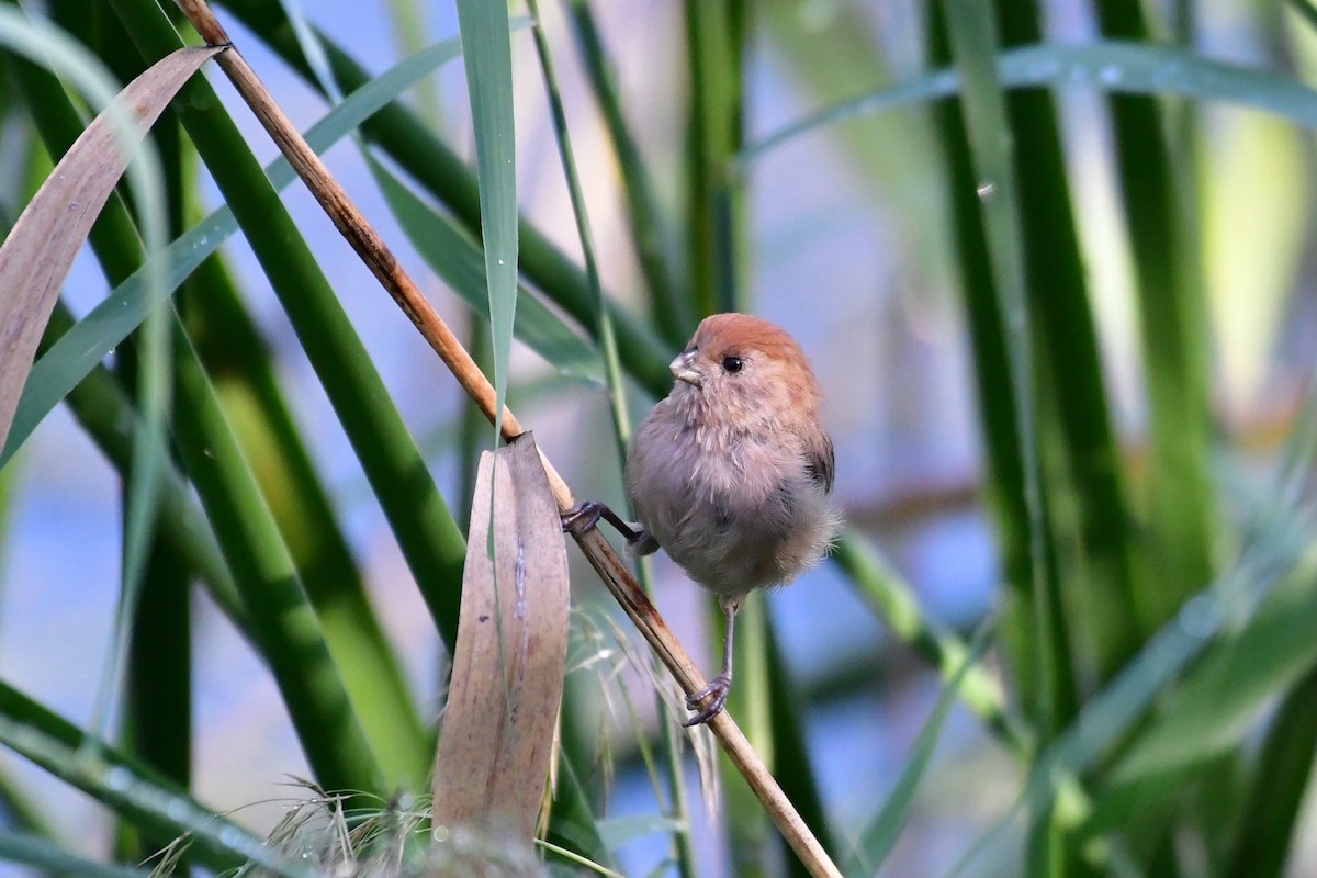 Paradoxornis de Webb - ML647106178