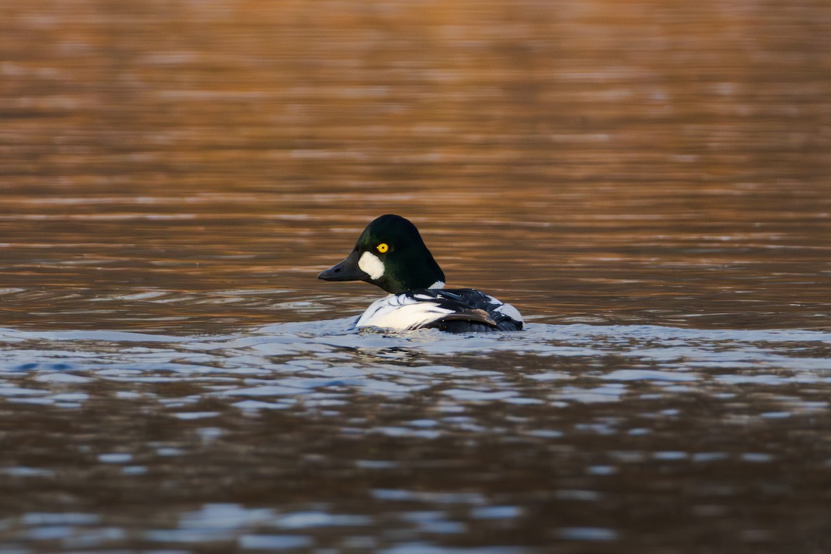 Garrot à oeil d'or - ML647106179