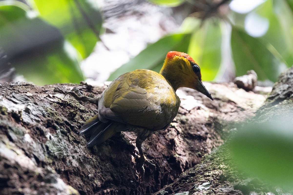 Pic à gorge jaune - ML647106180