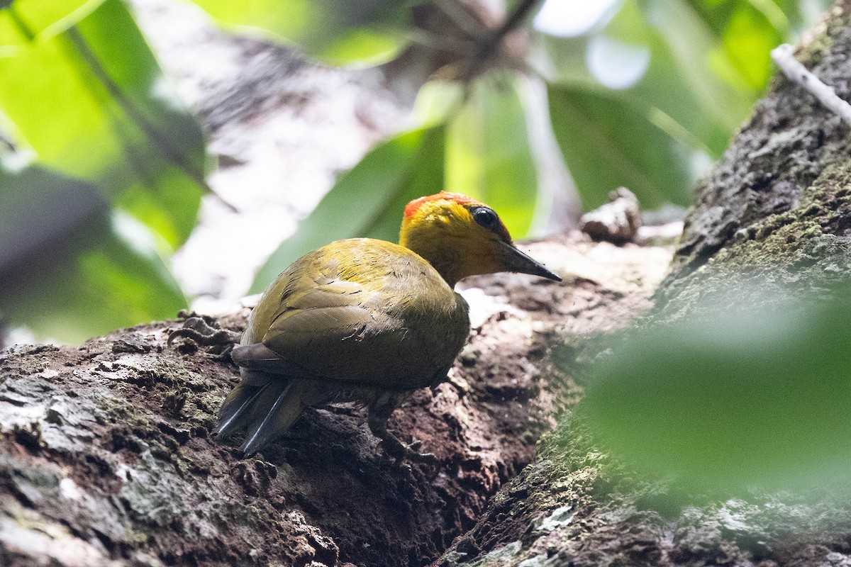 Pic à gorge jaune - ML647106181